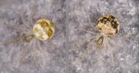 Paidiscura pallens