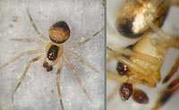 Paidiscura pallens