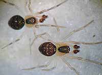 Paidiscura pallens