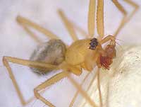 Palliduphantes pallidus