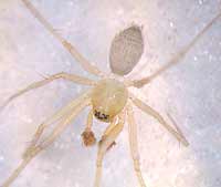 Palliduphantes pallidus
