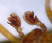 Palliduphantes pallidus