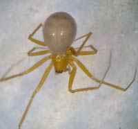 Palliduphantes pallidus