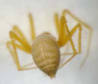 Palliduphantes pallidus