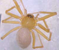 Palliduphantes pallidus