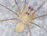 Palliduphantes ericaeus