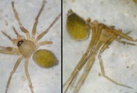Palliduphantes ericaeus
