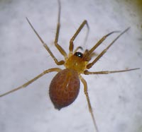 Palliduphantes insignis -> anklicken zum vergrössern (click to enlarge)