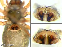 Panamomops affinis