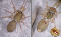 Panamomops mengei