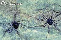 Paranemastoma bicuspidatum