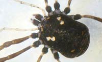 Paranemastoma quadripunctatum