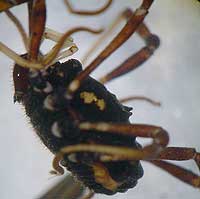 Paranemastoma quadripunctatum