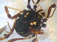 Paranemastoma quadripunctatum