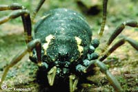 Paranemastoma quadripunctatum
