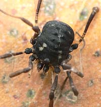 Paranemastoma quadripunctatum