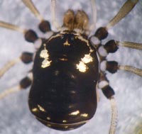 Paranemastoma quadripunctatum