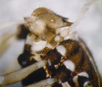 Paranemastoma quadripunctatum