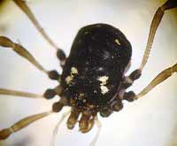 Paranemastoma quadripunctatum