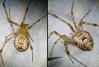 Achaearanea tepidariorum -->anklicken zum vergrössern (click to enlarge)