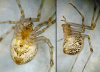 Achaearanea tepidariorum -->anklicken zum vergrössern (click to enlarge)