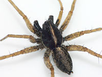 Pardosa agrestis