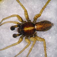 Pardosa agrestis