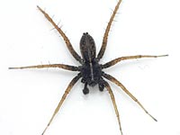 Pardosa agrestis