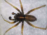 Pardosa agrestis