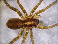 Pardosa agrestis