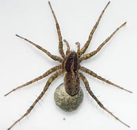 Pardosa agrestis