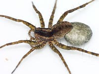 Pardosa agrestis
