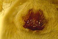 Pardosa agrestis