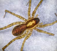 Pardosa agrestis