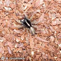 Pardosa agrestis