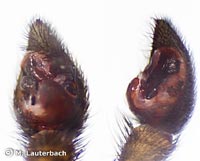 Pardosa agrestis