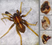 Pardosa agrestis