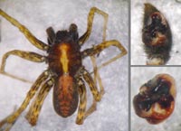 Pardosa agrestis