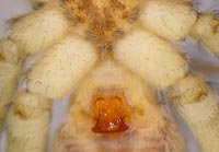 Pardosa agrestis