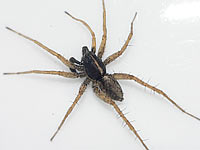 Pardosa agrestis