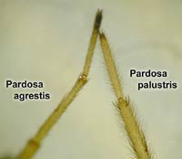 Pardosa agrestis