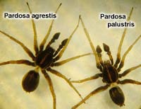 Pardosa agrestis