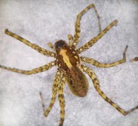 Pardosa  agricola