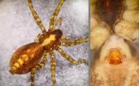 Pardosa  agricola