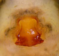 Pardosa  agricola