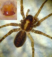 Pardosa cf. agricola