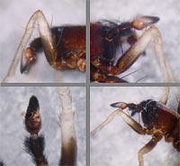 Pardosa alacris
