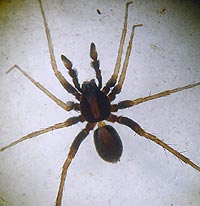 Pardosa alacris