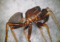 Pardosa alacris