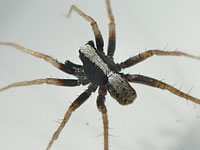 Pardosa alacris